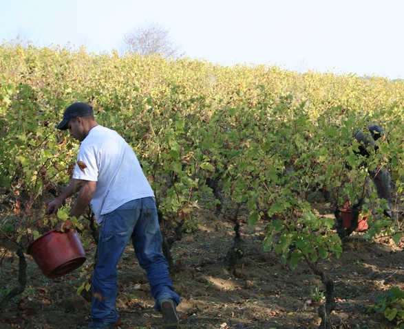 Gaillac_1 Gaillac_1