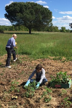 organic garden buc