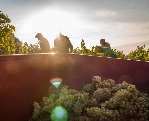 vendanges-gaillac