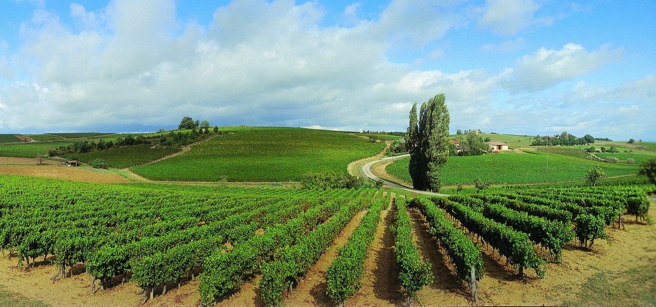 vignoble de Gaillac