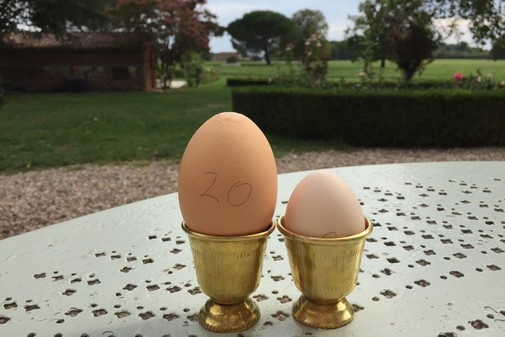œufs frais !