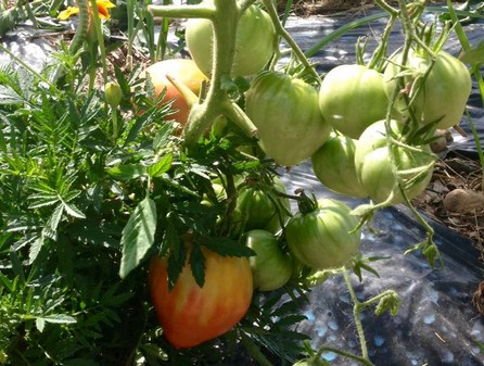 Tomates du potager du Buc