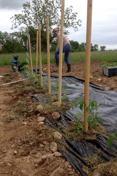 Plant de tomates Bio au domaine du Buc