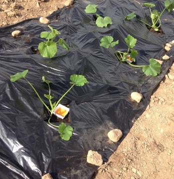 Le potager du Buc prend forme… Le potager du Buc prend forme…