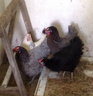 Les poules du Domaine ! Les poules du Domaine !