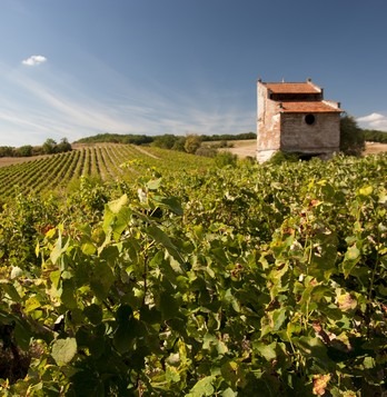 vignoble-gaillac-pigeonnier