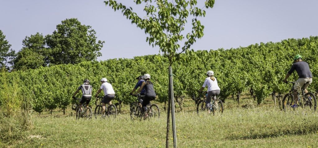 cycling in the middle of the vineyard south france