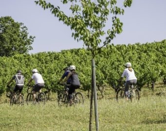Cycling in the vineyard cycling in the middle of the vineyard south france