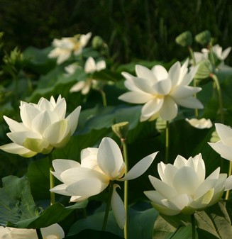 jardin-des-martels-lotus-5