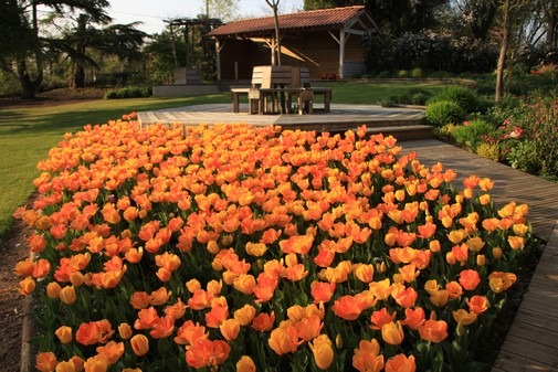 jardin-des-martels-tulipes-6