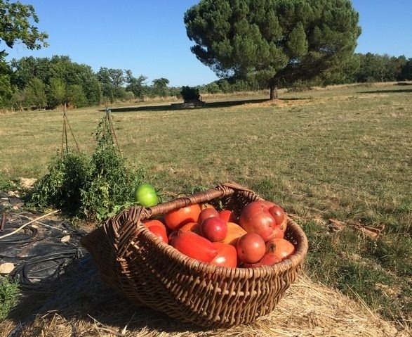tomates-1-e1605894170573_587x479_acf_cropped tomates-1-e1605894170573_587x479_acf_cropped