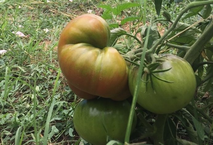 tomates-2-e1605894267539_692x470_acf_cropped