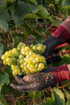 vendanges-CDT_PascaleWalter