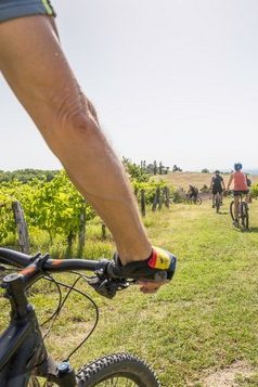 vélo dans le vignoble de Gaillac, image CDT Tarn