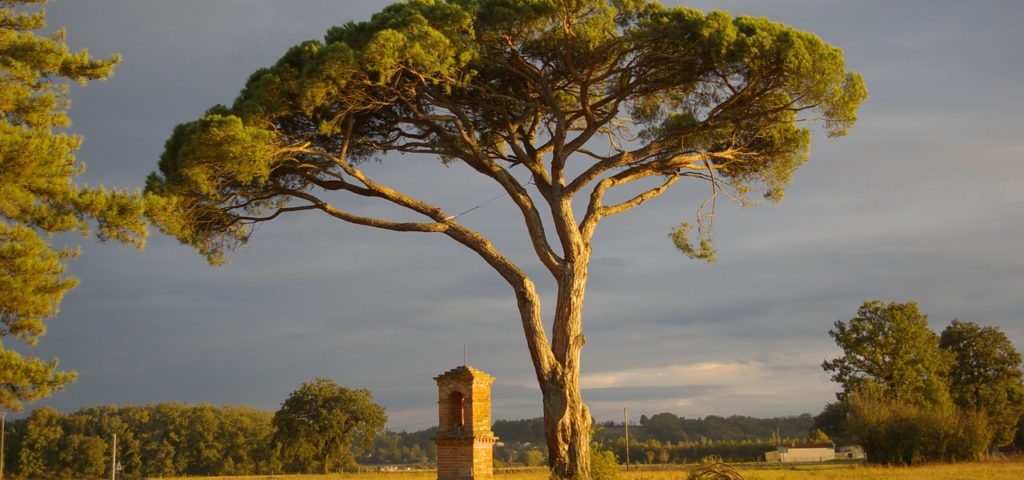 Pain parasol arbre remarquable tarn
