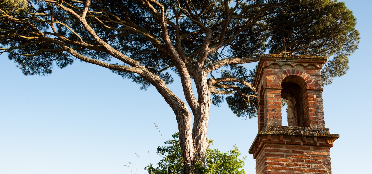 pin parasol chateau du buc oliviege