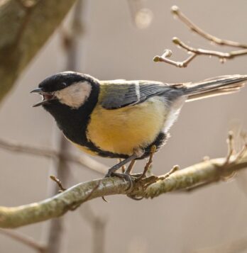 mesange-charbonniere-aspect-ratio-348-357 mesange-charbonniere-aspect-ratio-348-357