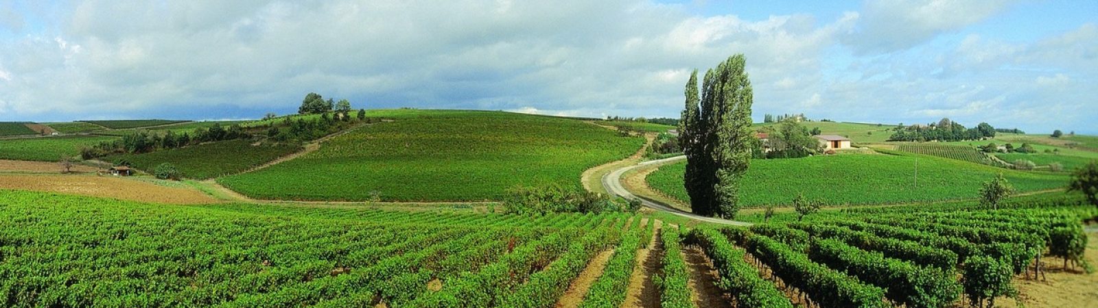 vignoble de Gaillac